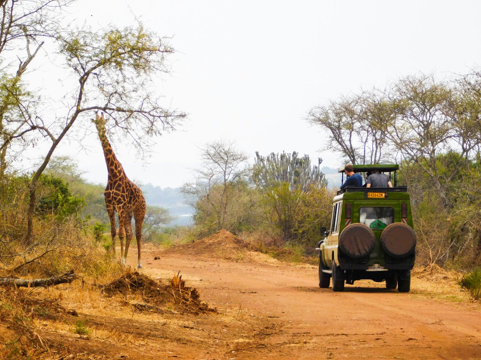 An image of a giraffe in Rwanda