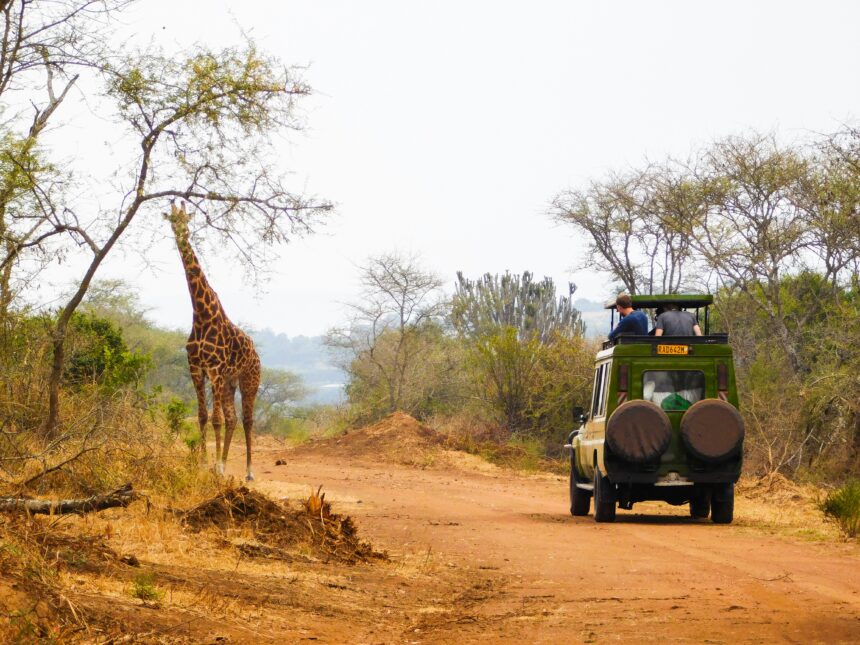 An image of a giraffe in Rwanda
